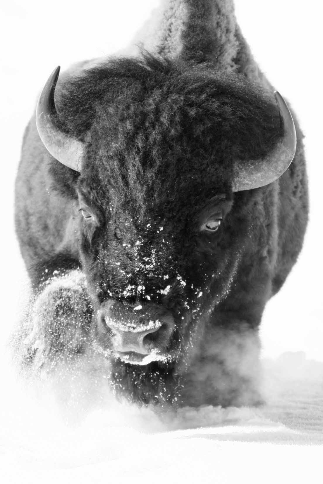 Bison Charge Black and White